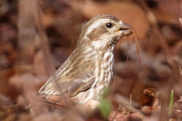 Purple Finch - Marie Hageman