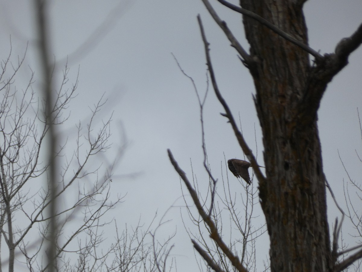 Northern Harrier - ML616729776