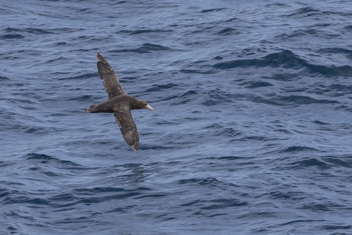 Southern Giant-Petrel - ML616729801