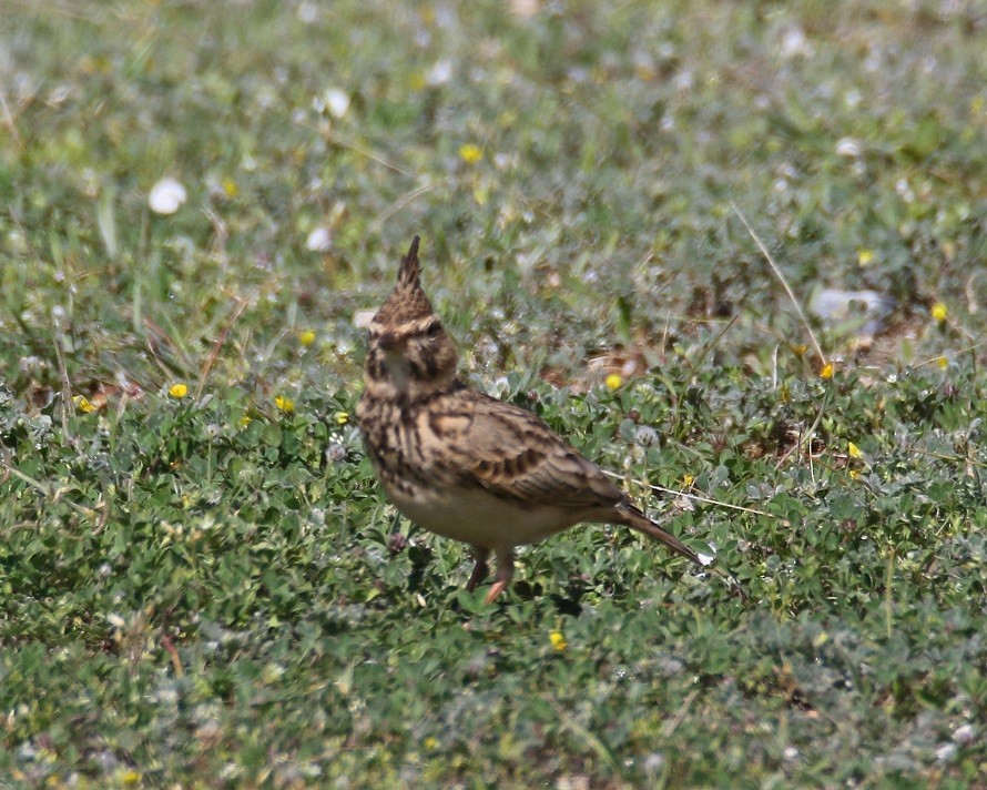 Crested Lark - Dimitris  Kokkinidis