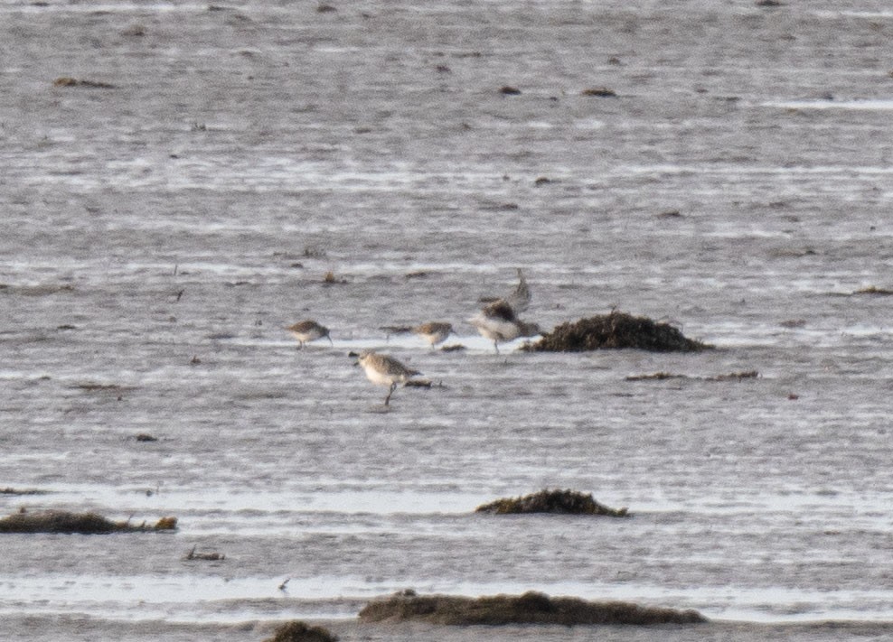 Black-bellied Plover - ML616729815