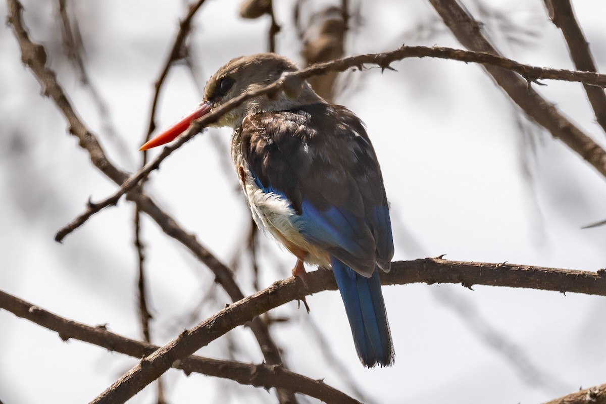 Woodland Kingfisher - ML616729848