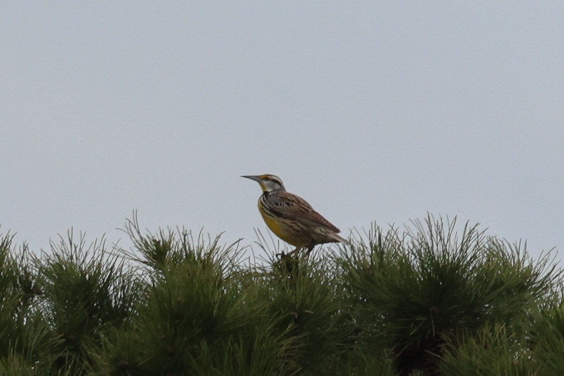 Eastern Meadowlark - ML616729854