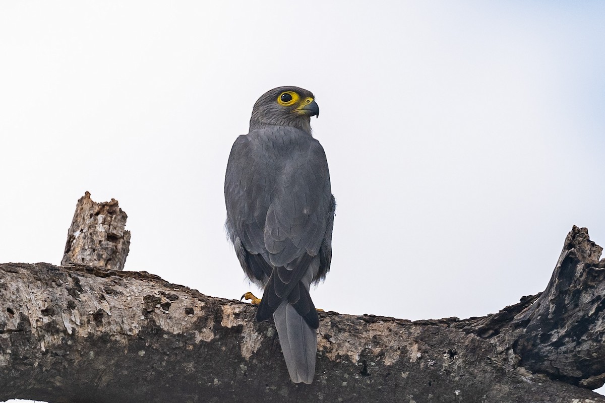 Gray Kestrel - Nancy Larrabee