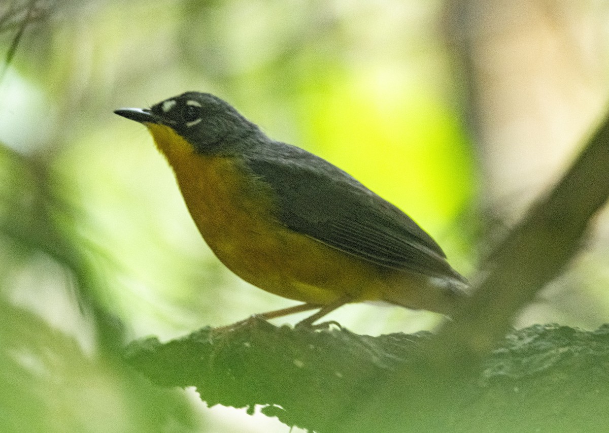 Fan-tailed Warbler - ML616729868