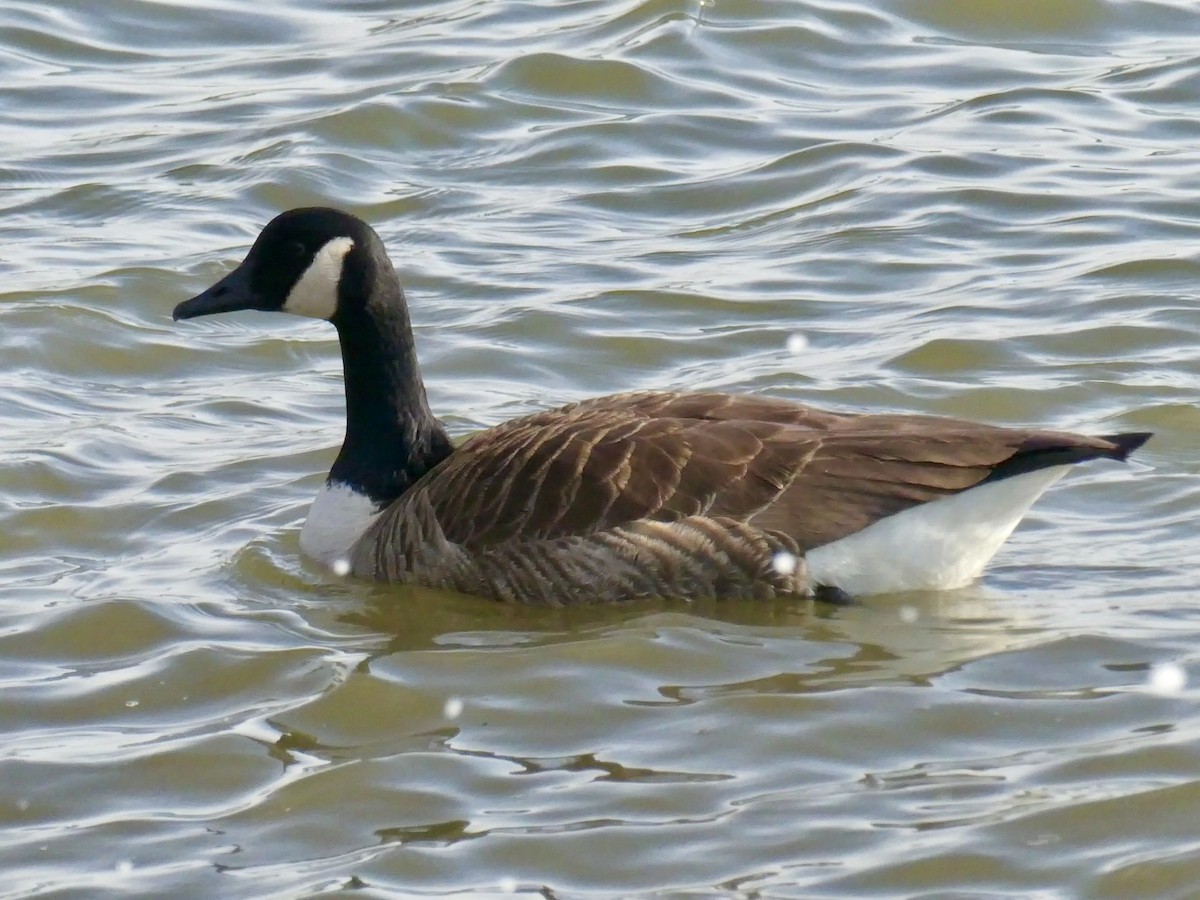 Canada Goose - ML616729871