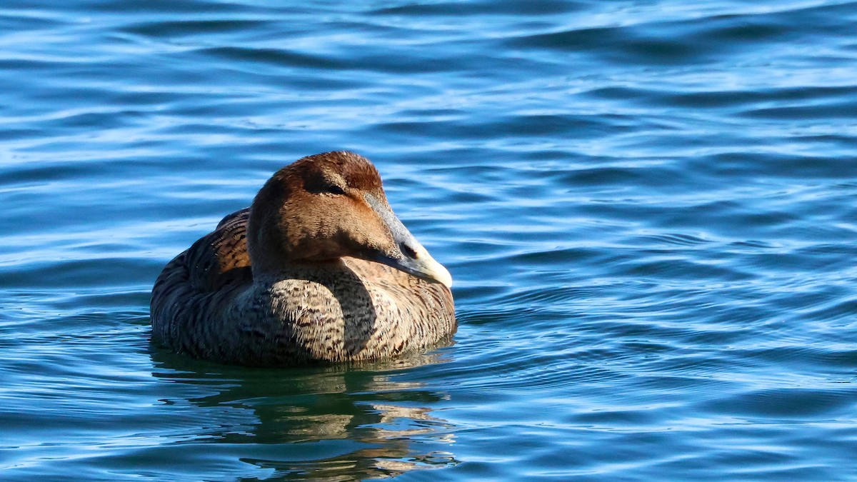 Common Eider - Lee Anne Beausang