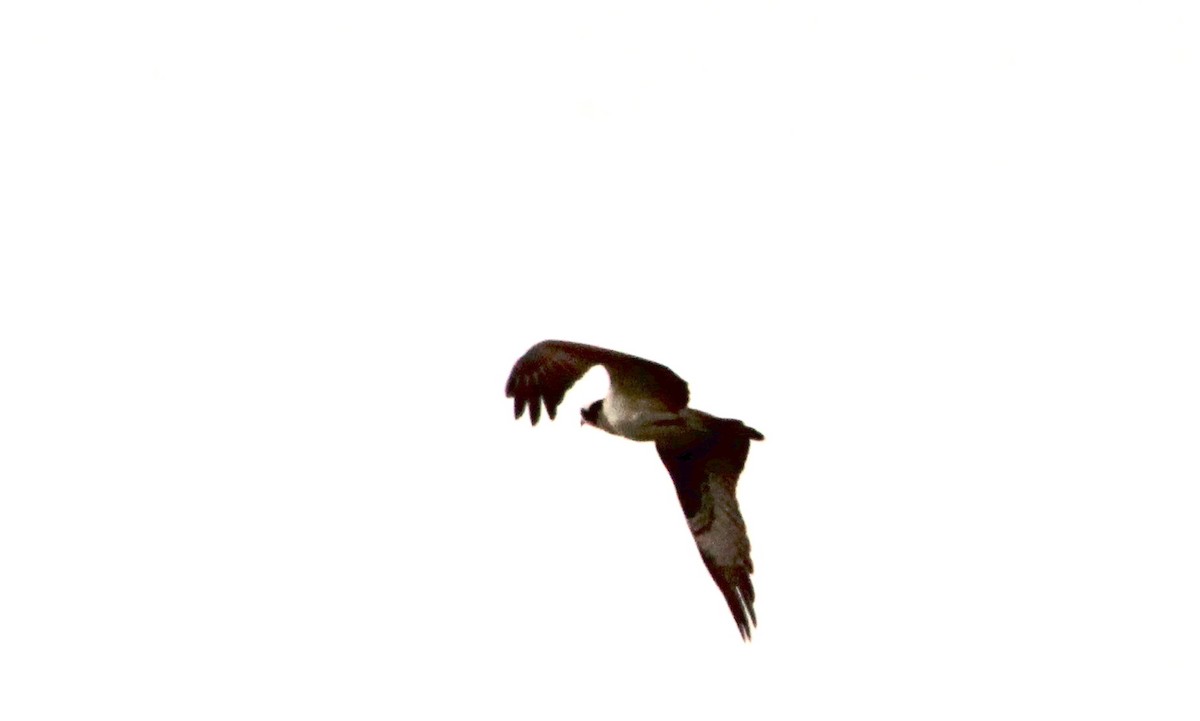 Águila Pescadora - ML616729946