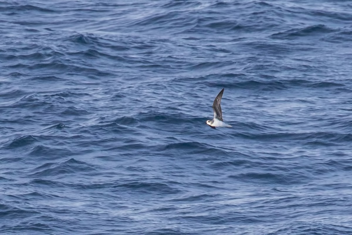 Soft-plumaged Petrel - Simon Lane