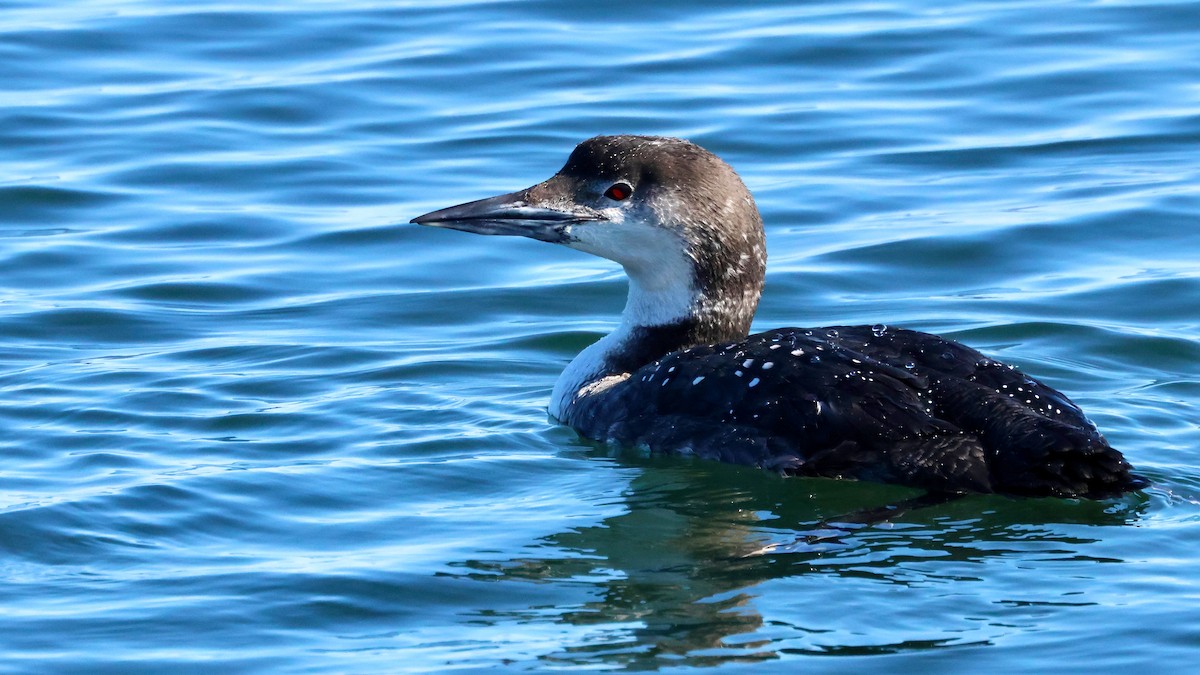 Common Loon - Lee Anne Beausang