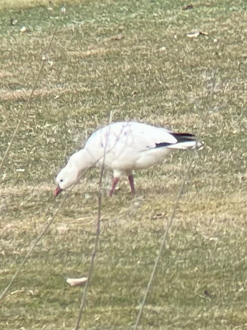 Ross's Goose - ML616729971