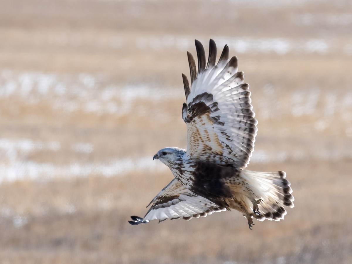 Rough-legged Hawk - Anne Belton