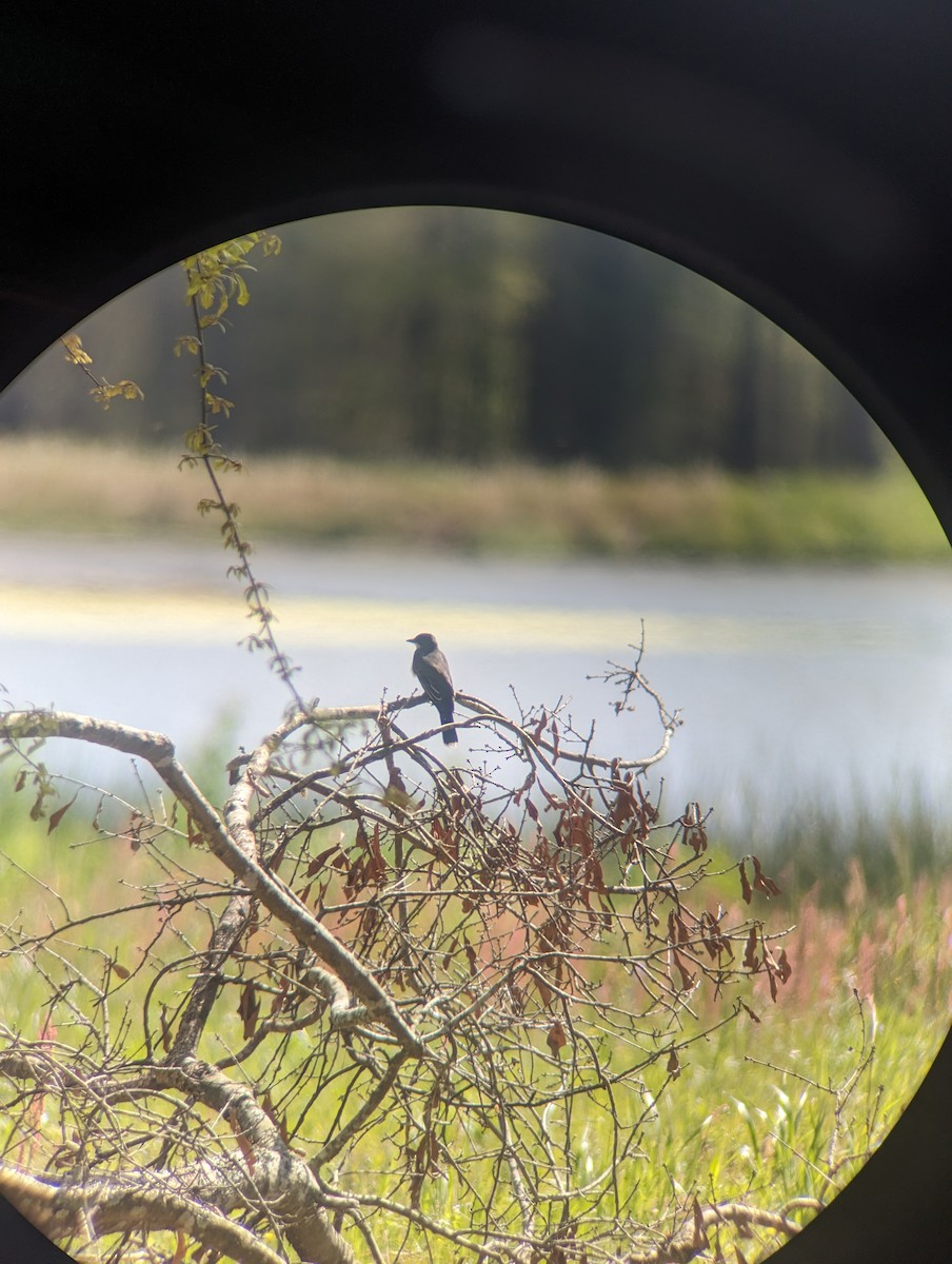 Eastern Kingbird - ML616730014