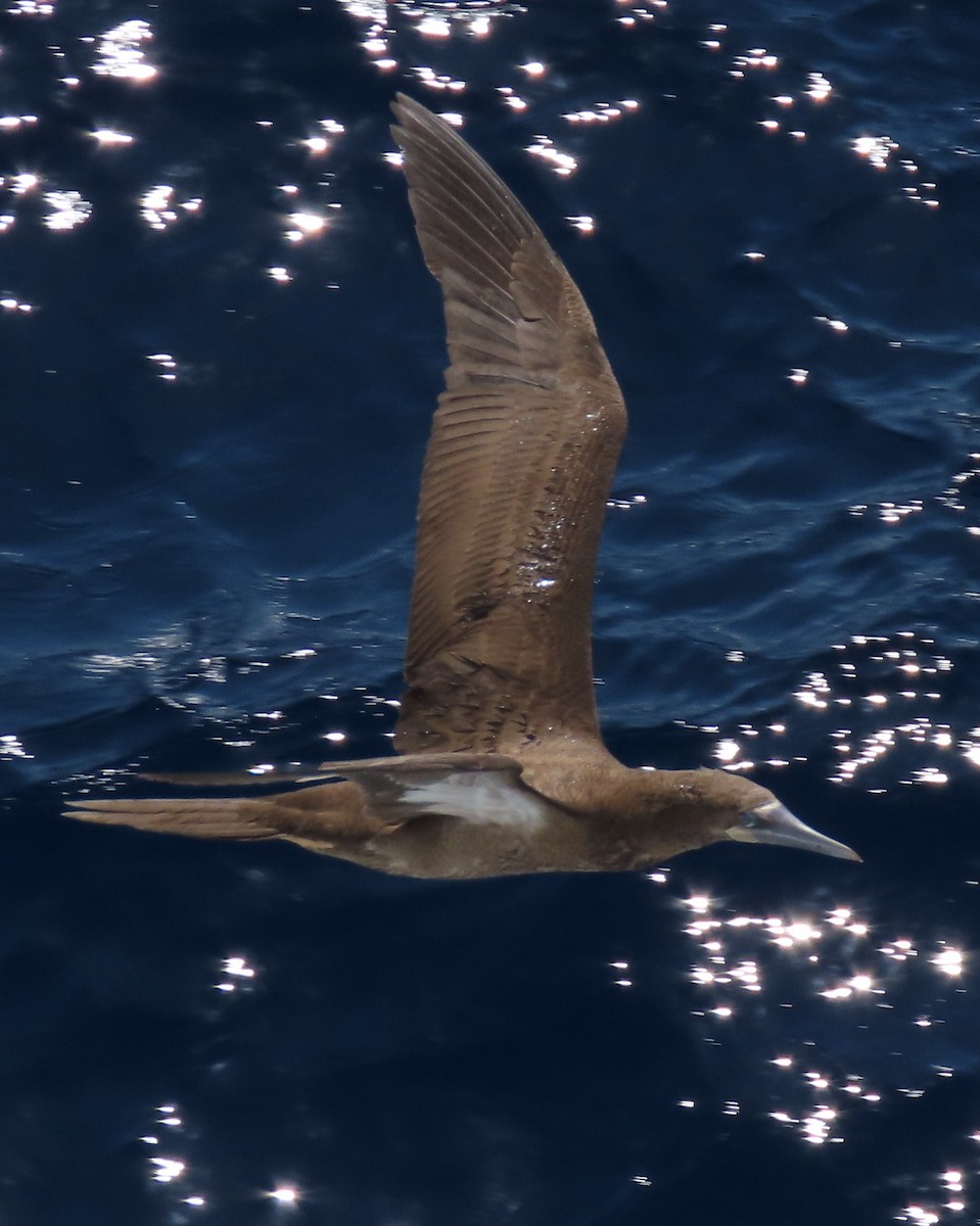 Brown Booby - ML616730060