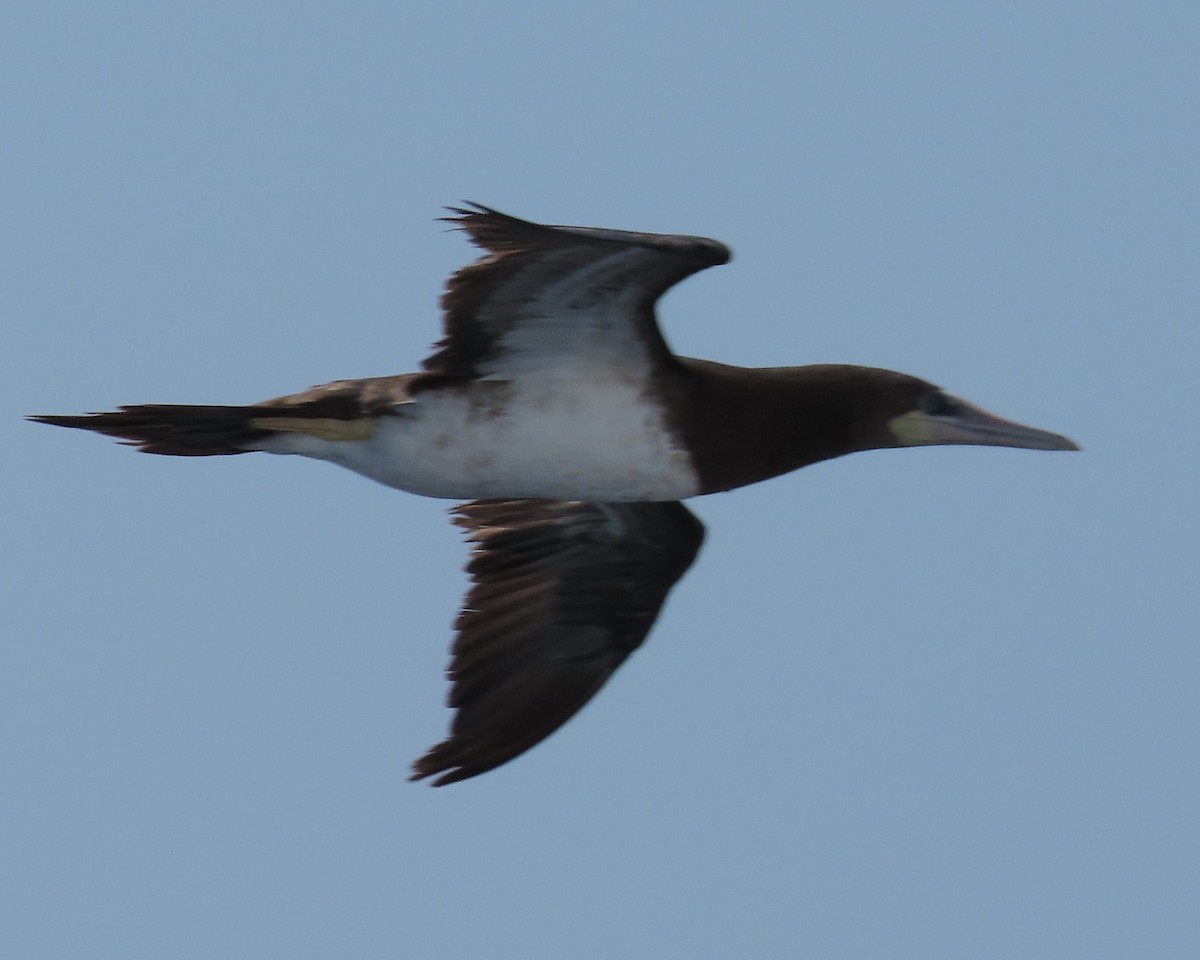 Brown Booby - ML616730061