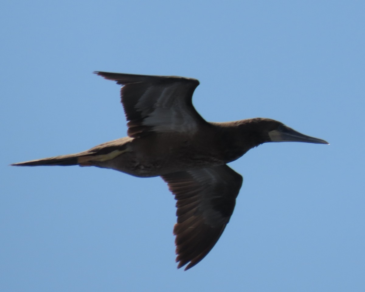 Brown Booby - ML616730062