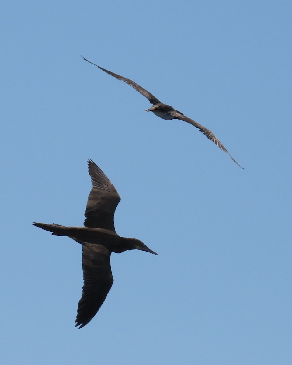 Brown Booby - ML616730063