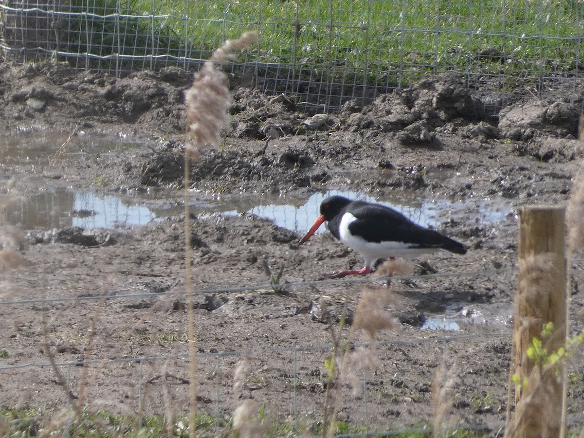 Eurasian Oystercatcher (Western) - Mike Tuer