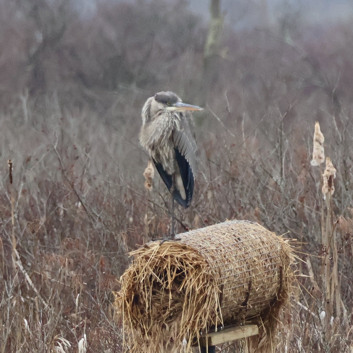 Great Blue Heron - ML616730115