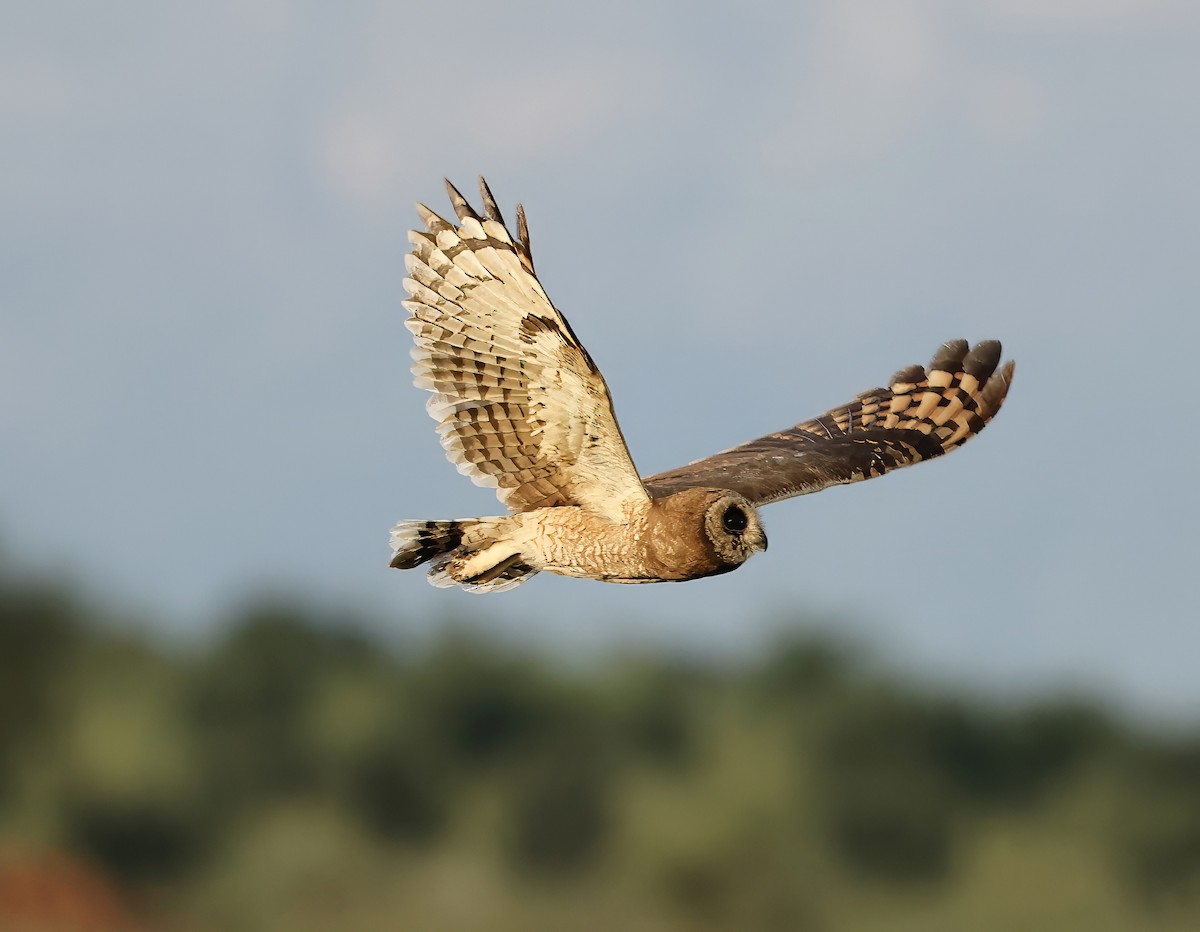 Marsh Owl - ML616730137