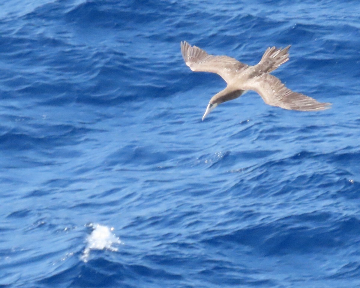 Brown Booby - ML616730140