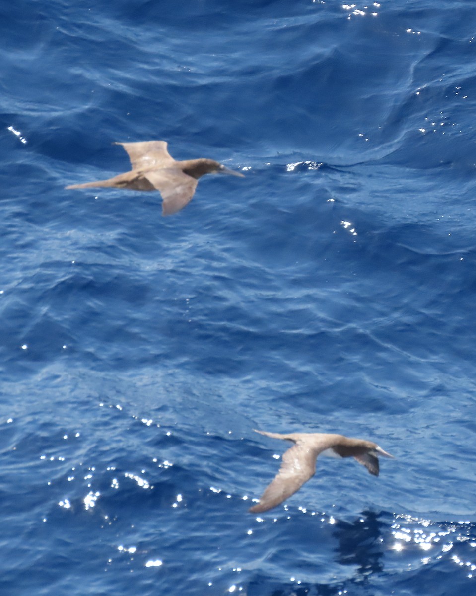 Brown Booby - ML616730141