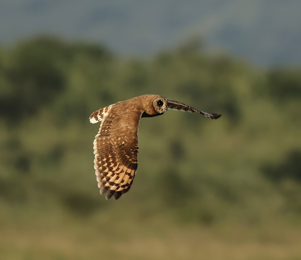 Marsh Owl - Jan Hansen