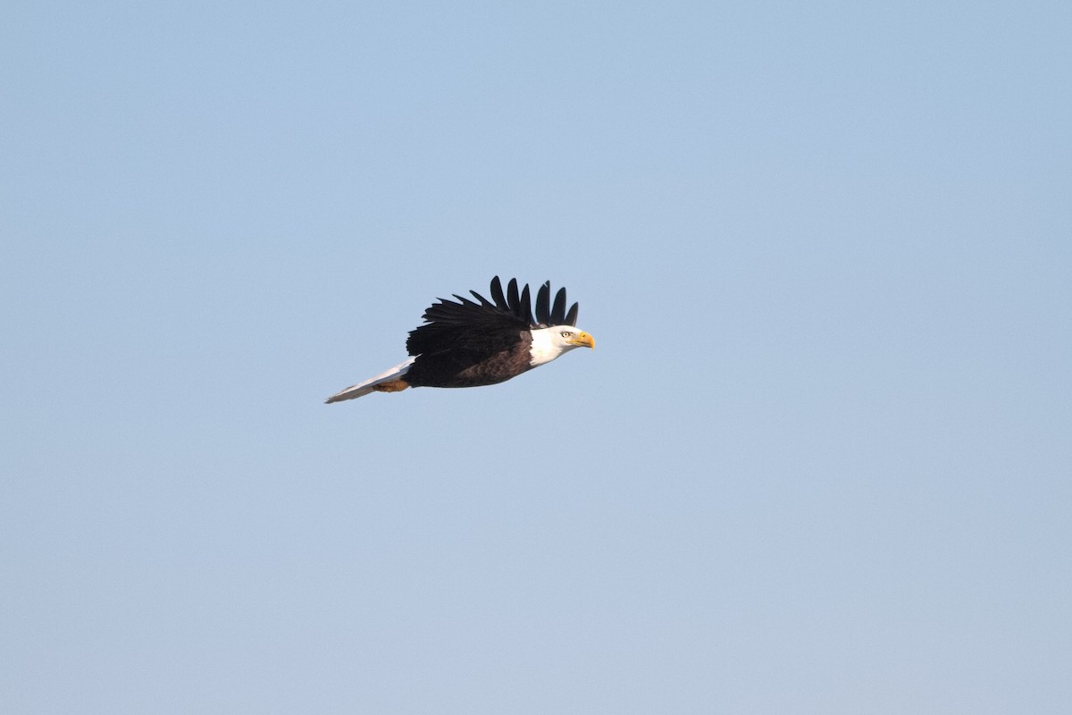 Bald Eagle - ML616730155