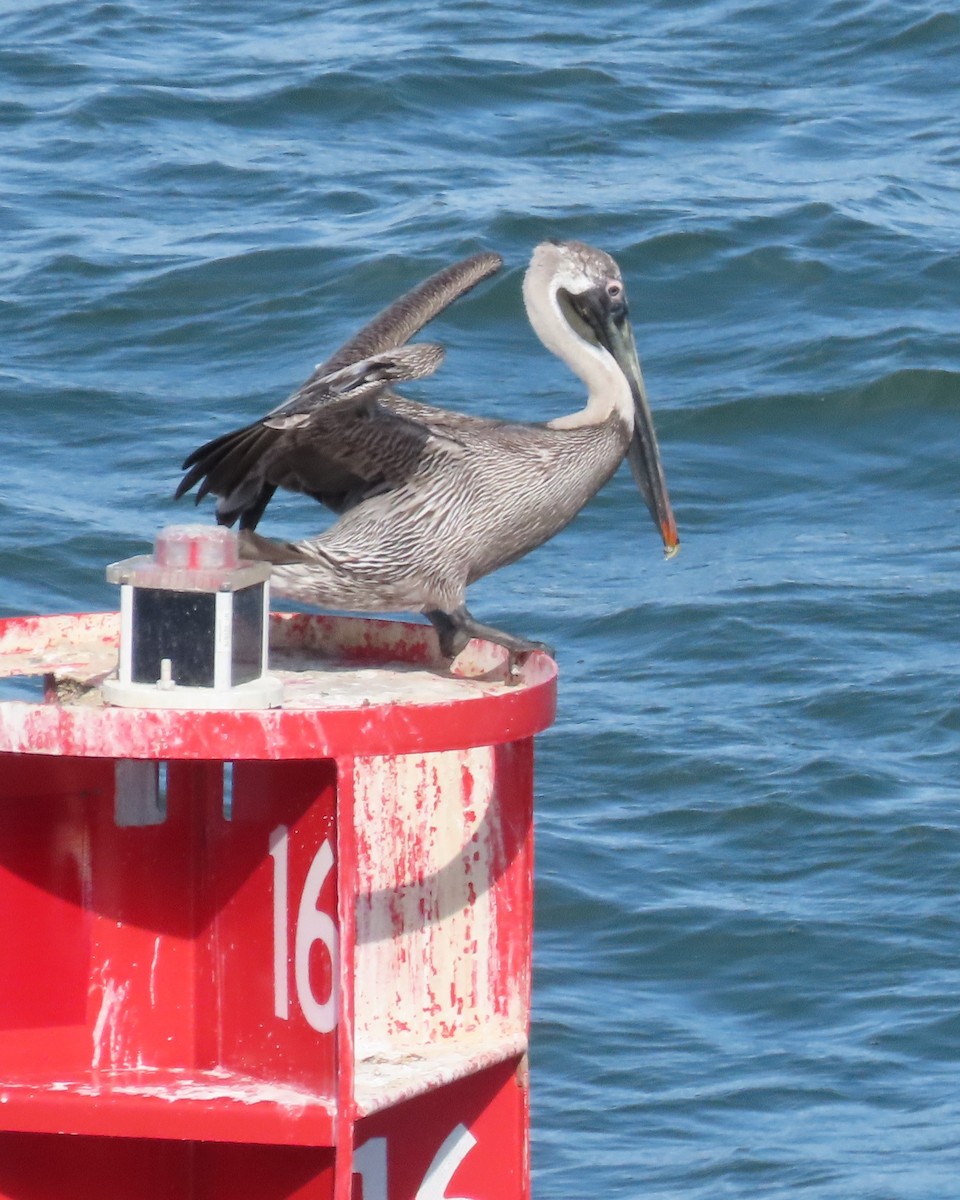 Brown Pelican - ML616730177