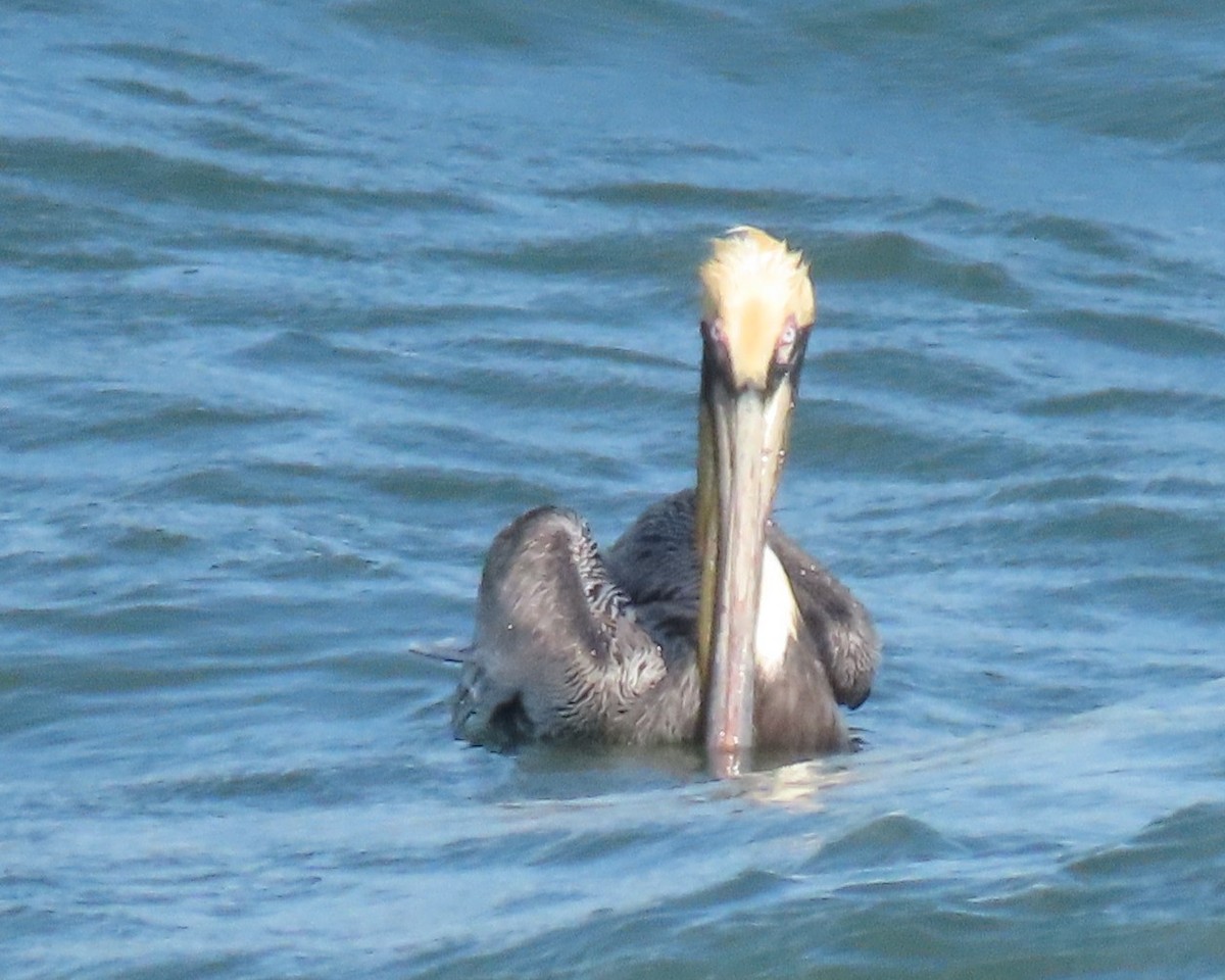 Brown Pelican - ML616730178