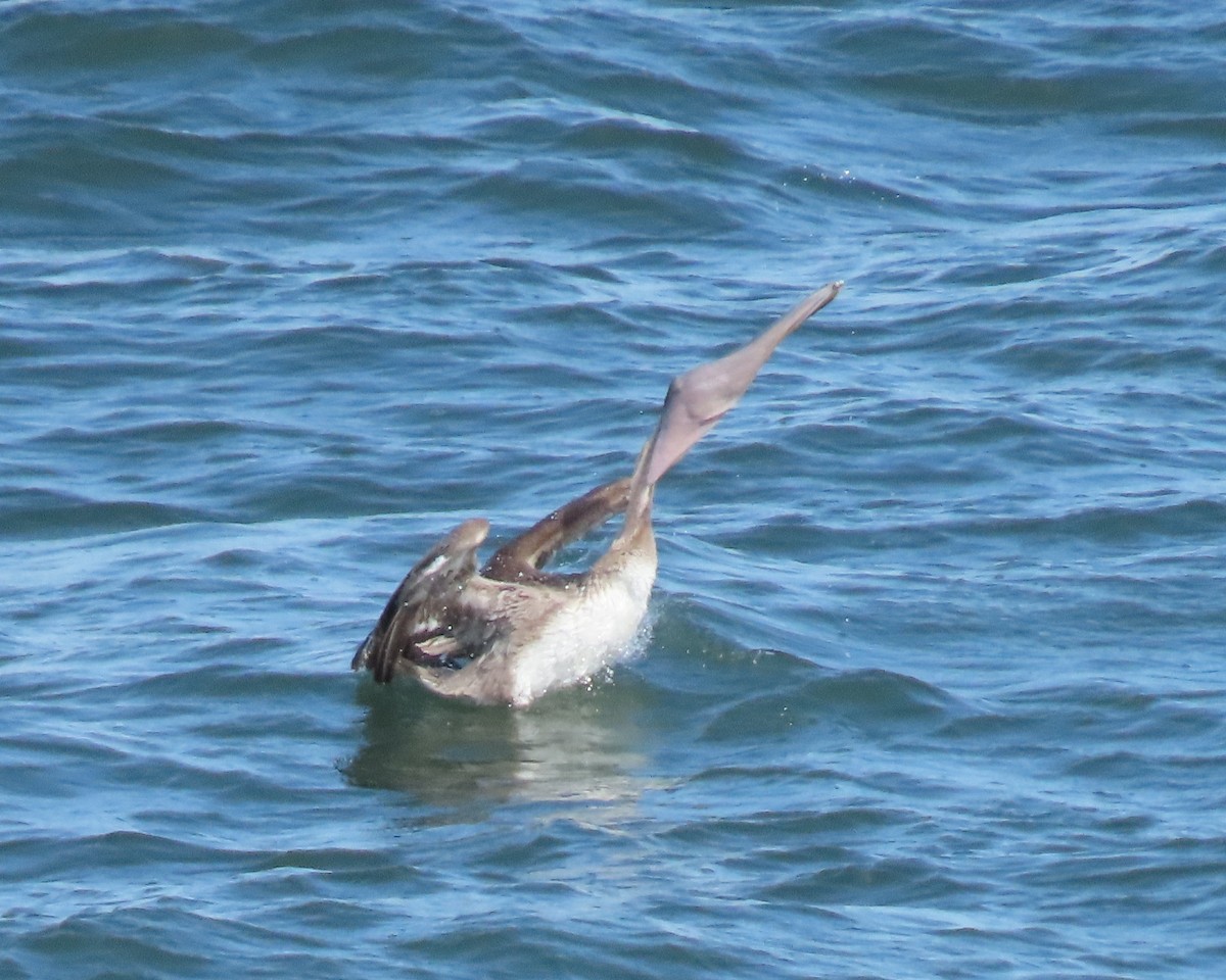 Brown Pelican - ML616730179