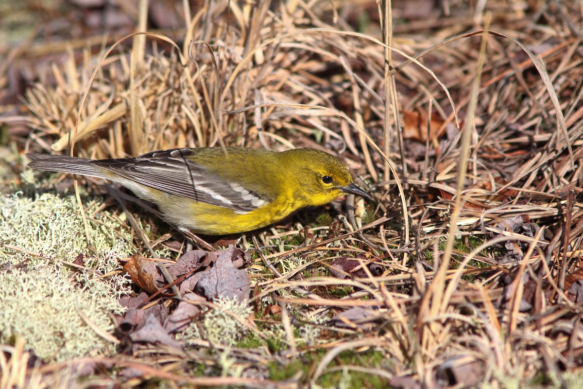 Pine Warbler - ML616730181