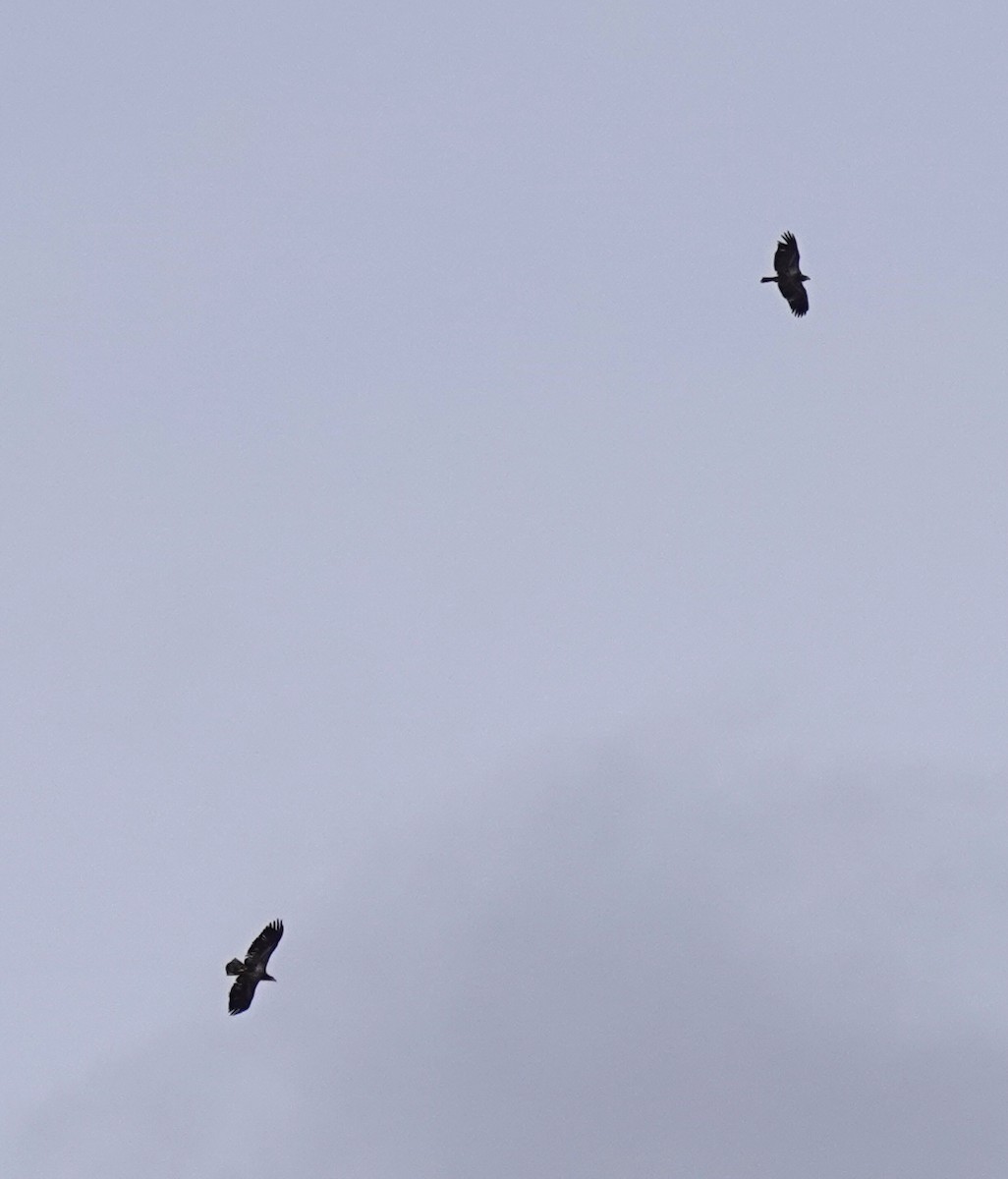 Bald Eagle - Judith Huf