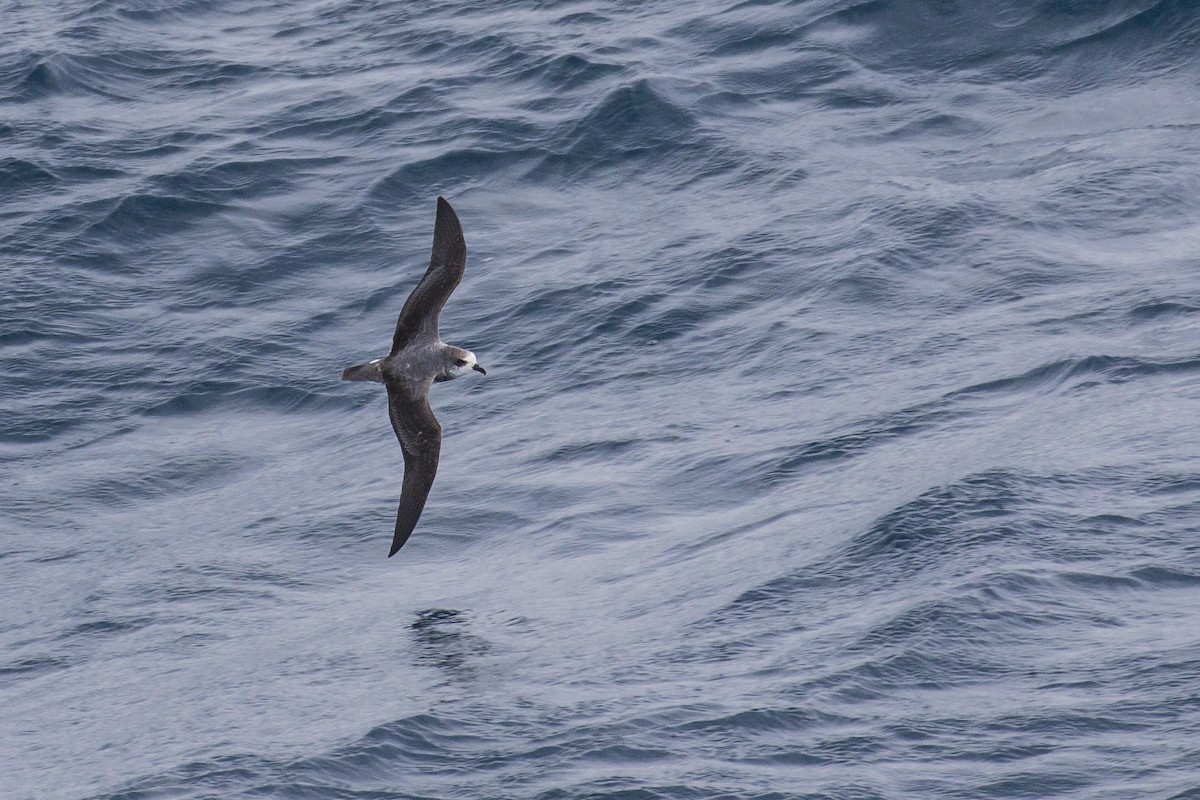 Soft-plumaged Petrel - Simon Lane