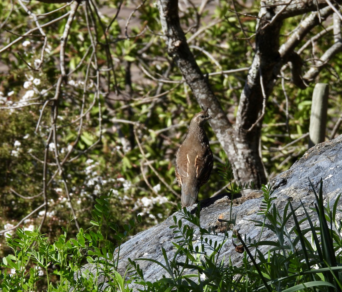 California Quail - ML616730189