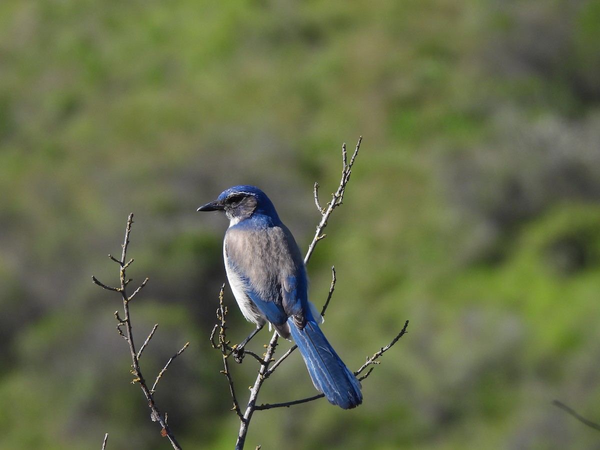 California Scrub-Jay - ML616730209