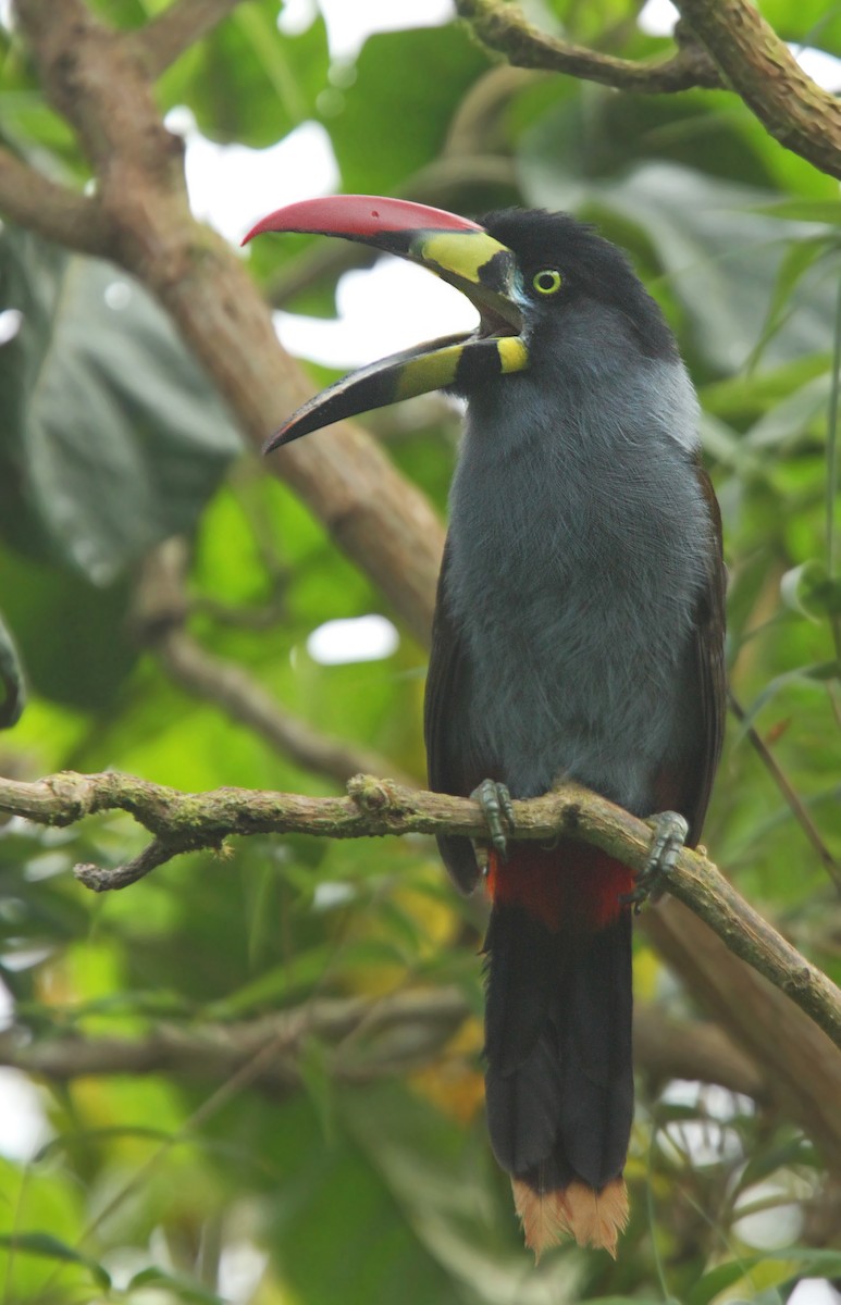 Gray-breasted Mountain-Toucan - ML61673021