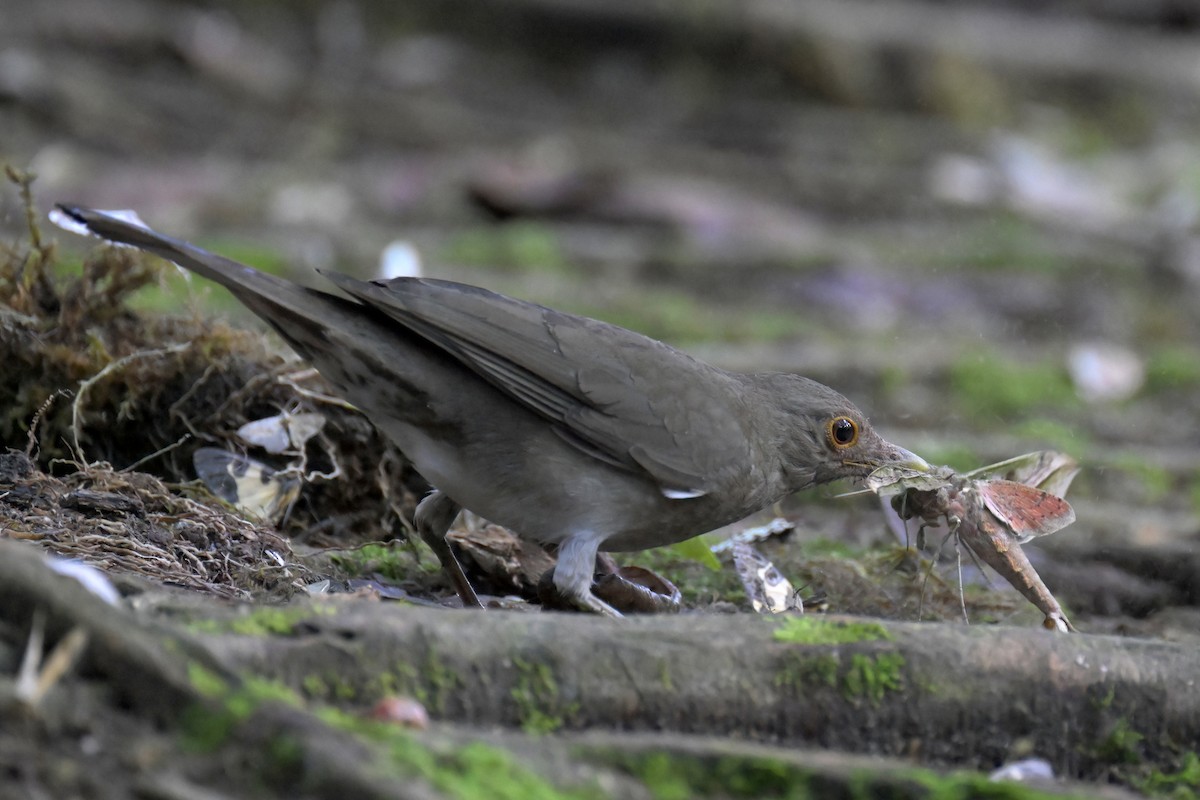 Ecuadorian Thrush - Guy Lafond