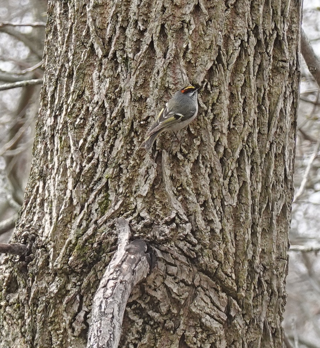 Roitelet à couronne dorée - ML616730215