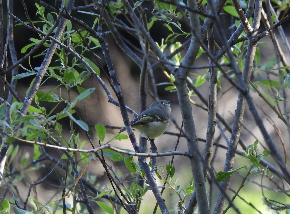 Ruby-crowned Kinglet - ML616730222