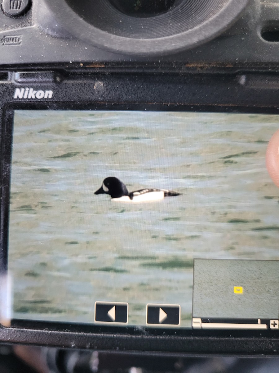 Barrow's Goldeneye - ML616730237