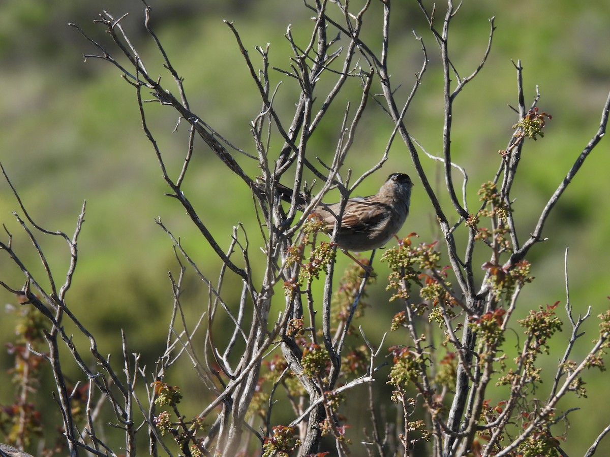 Golden-crowned Sparrow - ML616730239