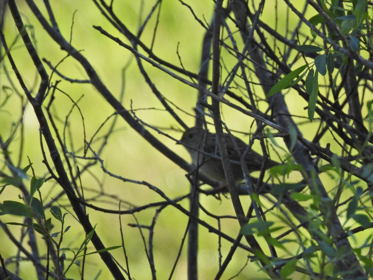 Golden-crowned Sparrow - ML616730240