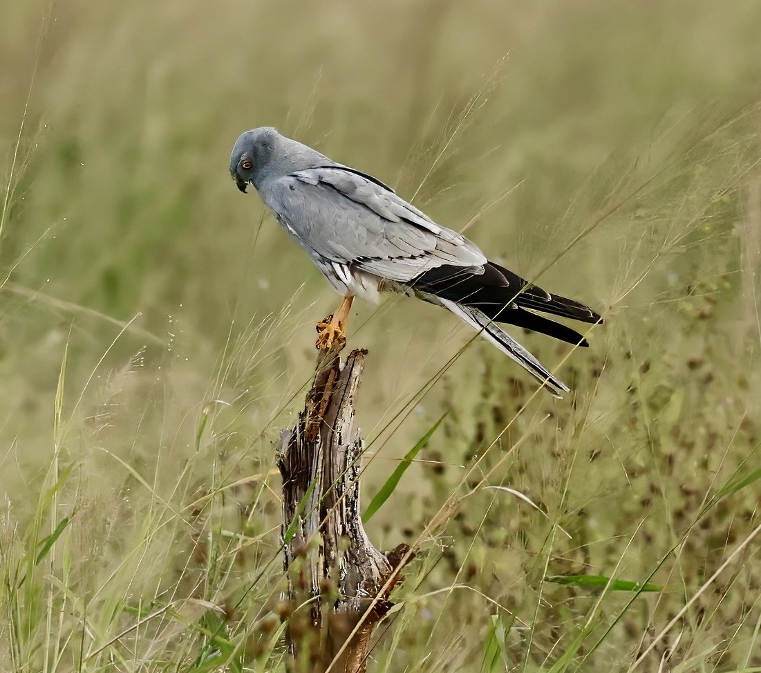 Montagu's Harrier - ML616730273