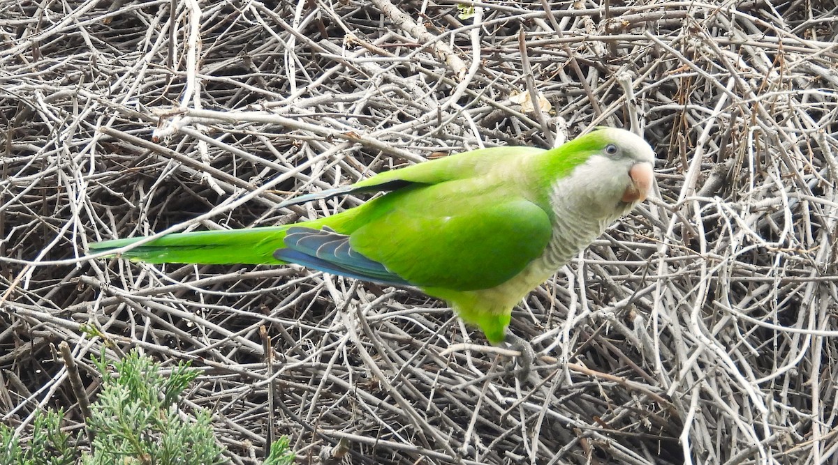 オキナインコ - ML616730295