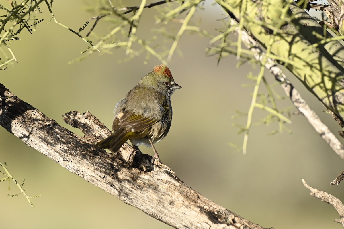 Green-tailed Towhee - Cameron Heusser