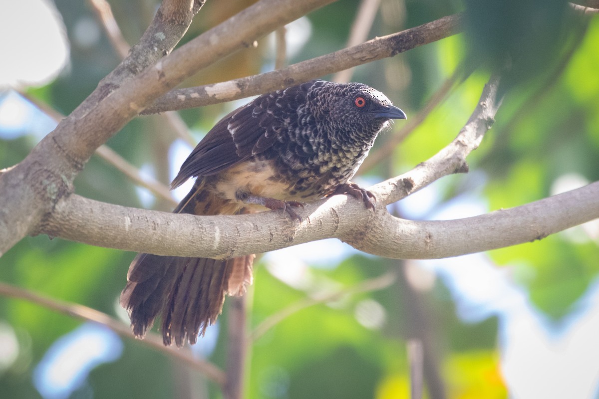 Hinde's Pied-Babbler - Stéphane  Aubert