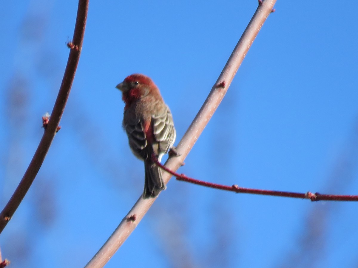 House Finch - Daniel Cuerrier