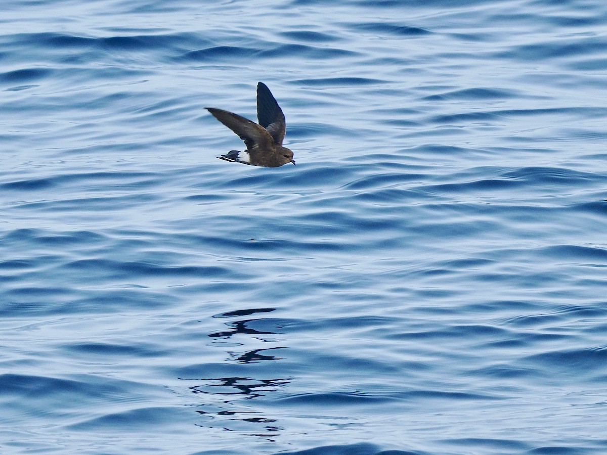 Elliot's Storm-Petrel - ML616730400