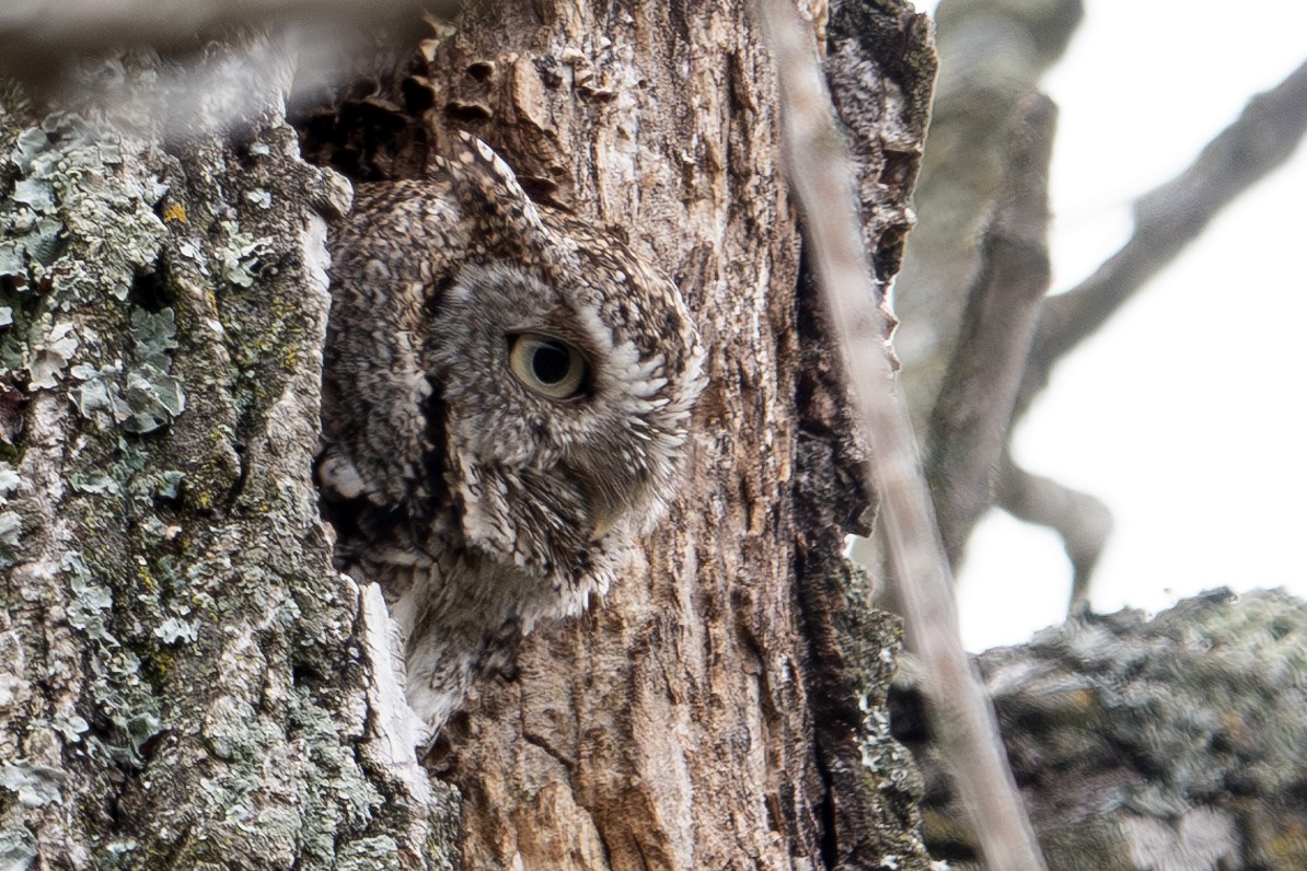 Eastern Screech-Owl - ML616730429